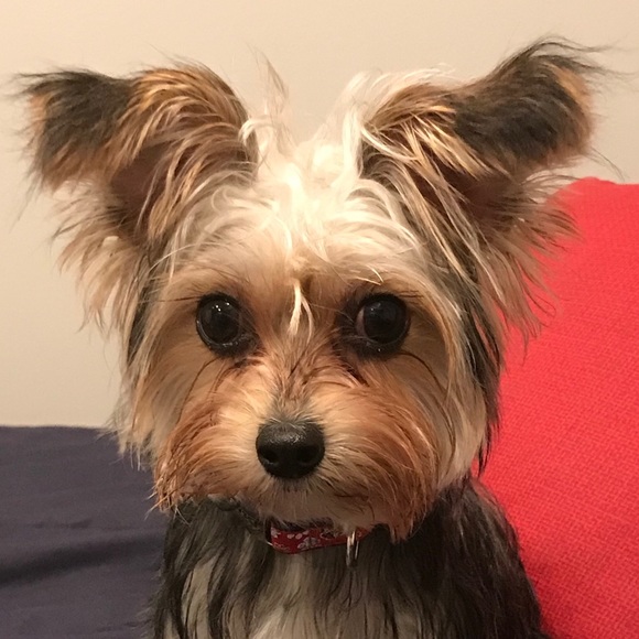 Meet your Posher, Bayler - Picture 1 of 1